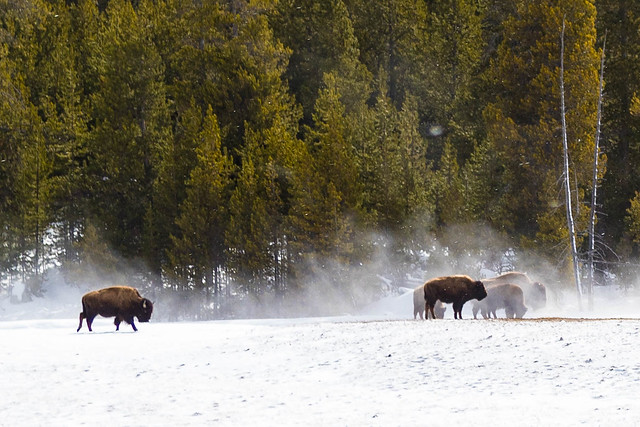 How to Stay Warm if you are a Bison