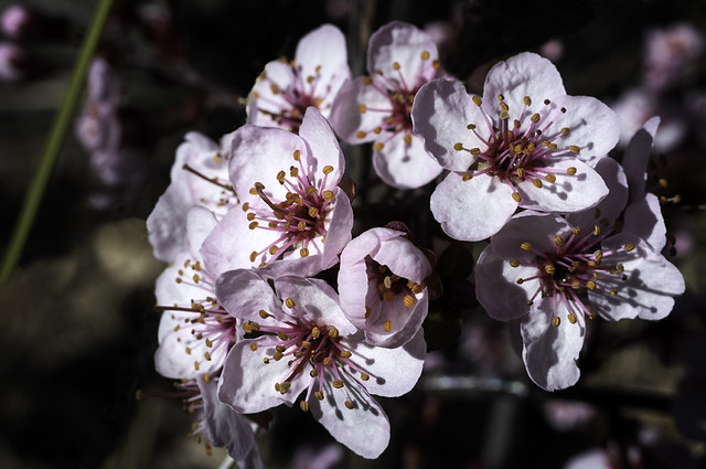 Plum Blossoms 2