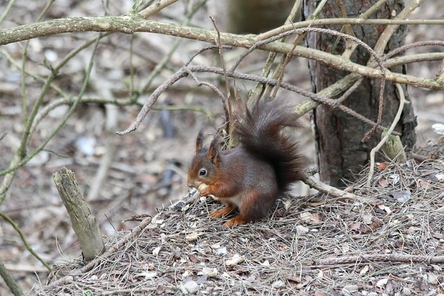 15th March 2016. Red Squirrel Formby Point, Lancashire