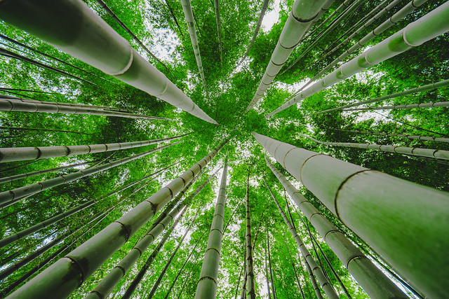 Looking up in a bamboo forest