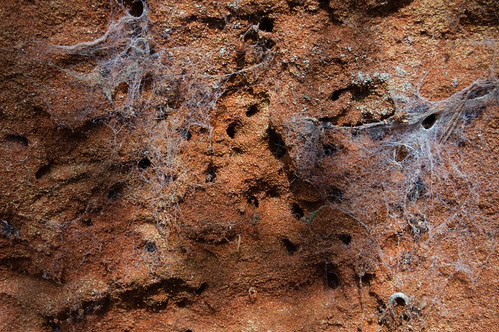 Sandstone face with bee holes