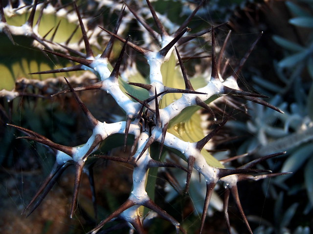 Euphorbia virosa II