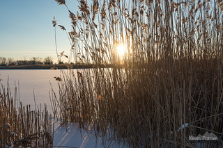 Sun Between Reeds