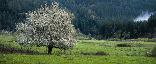 Blooming Rogue apple tree