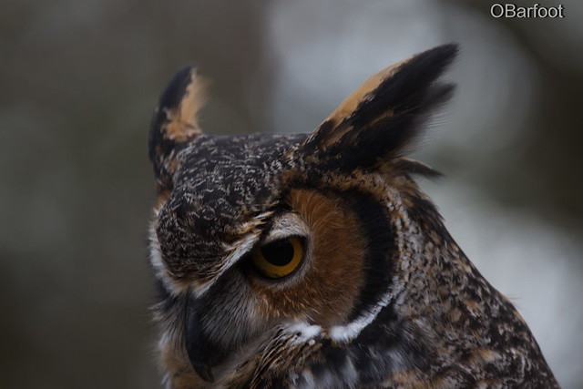 Great Horned OWL