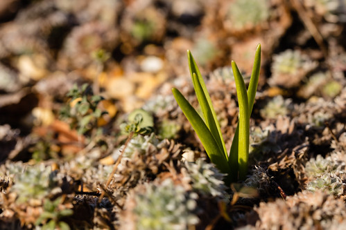 New Life in Spring | by Philip Gillespie