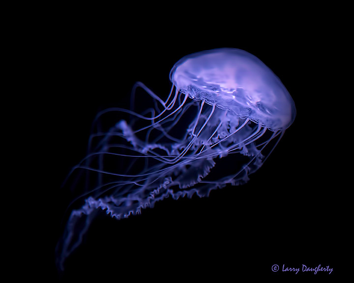 Blue jellyfish at Audubon Aquarium of the Americas..… | Flickr