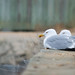 Flickr photo 'The gull and her friend' by: wasp7ty.