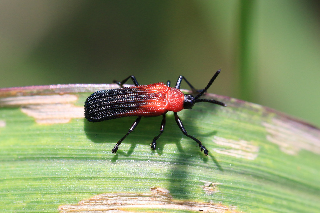 Cayman Insect Leaf-mining beetle (Chalepus sanguinicollis) Grand Cayman | Flickr