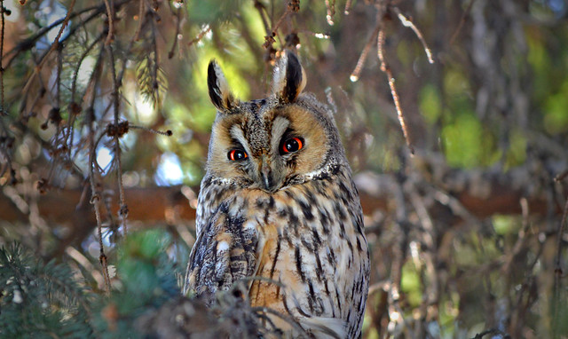 Long-eared owl. #Finland #Spring