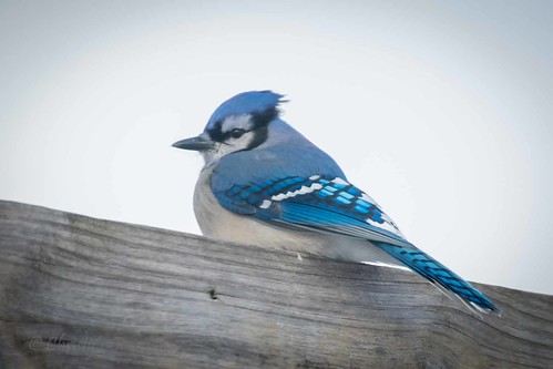 Backyard Birds | by Christy Hibsch