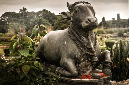 desktop travel favorite india garden landscape cow asia bangalore nopeople manmade bangalorepalace hdr 2015 statuesculpture bengaluru objectofinterest