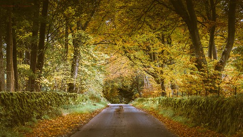 road autumn trees leaves forest woodland landscape scotland countryside perthshire tunnel lane
