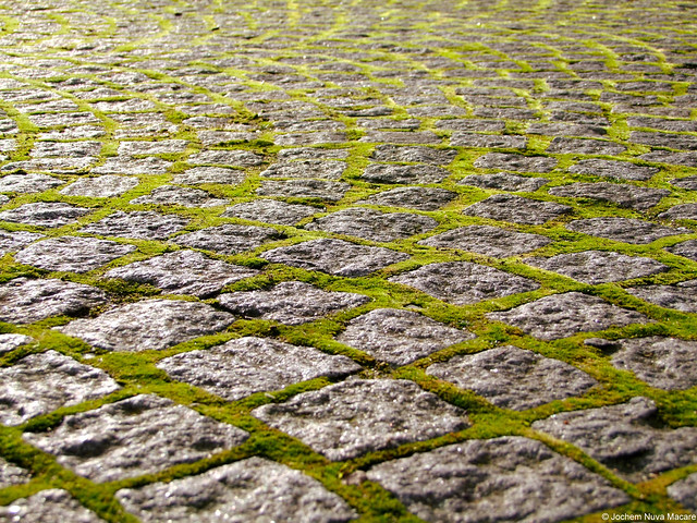 Moss between the pavers is beautiful!