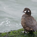 Flickr photo 'Brown duck' by: wasp7ty.