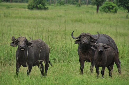 africa tanzania nationalpark mikumi waterbuffaloes