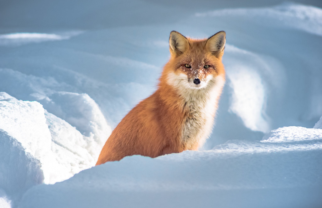 Joy | Algonquin Provincial Park fox | Etye Sarner | Flickr
