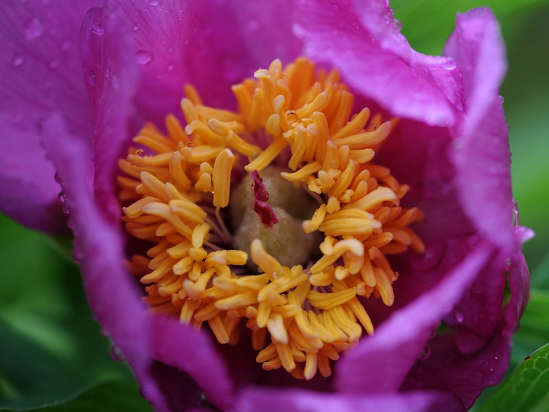 20150515-081F | Pfingstrose (Paeonia officinalis). Monte Baldo, 15.05.2015