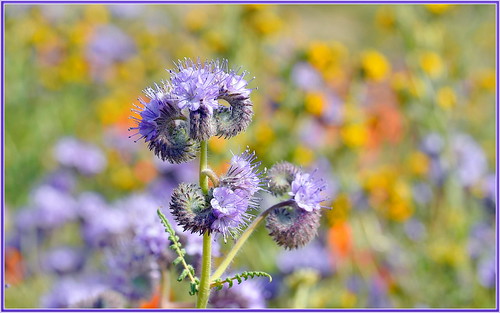 california flowers flower macro closeup bokeh lancaster wildflowers hdr phacelia sigma105 photomatix