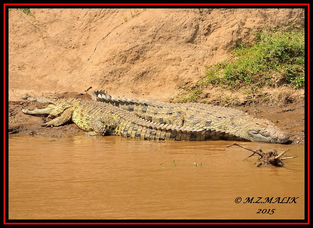PAIR OF CROCODILES (Crocodylus) RELAXING ON MUD BANK OF RIVER......MASAI MARA.......Sept 2015