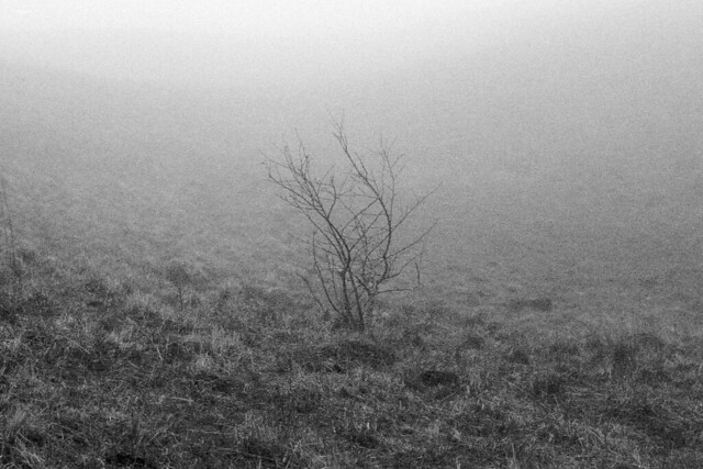 A tree in the fog - Analog