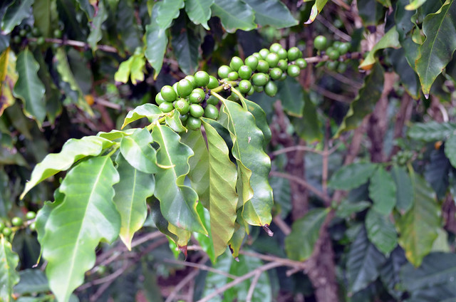 coffee beans on the bush