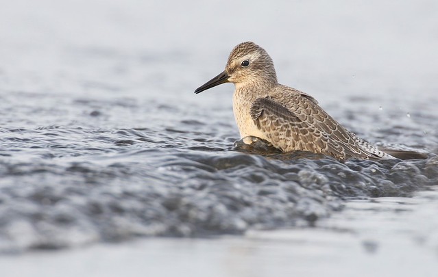 Calidris canutus | Red Knot | kustsnäppa