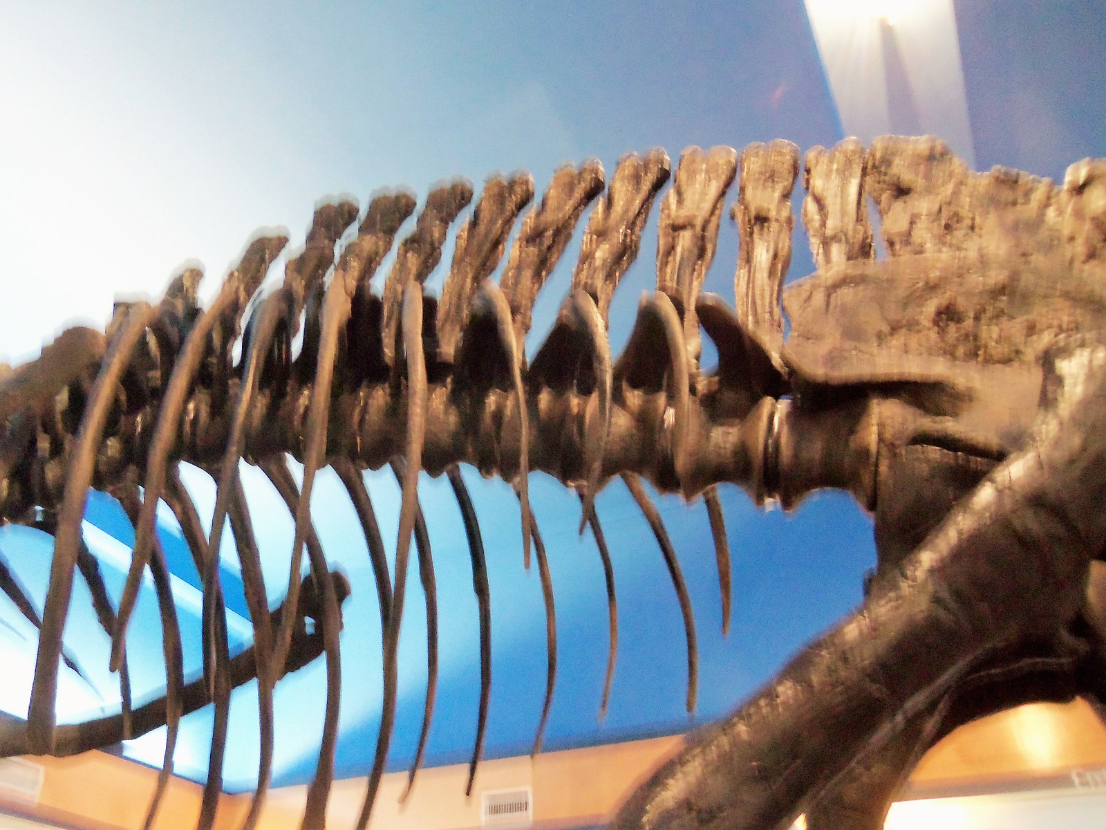 Acrocanthasaurus back