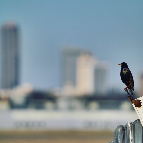 birds skyline littlerock arkansas lit jetway ornithology pulaskicounty clintonnationalairport clintonairport