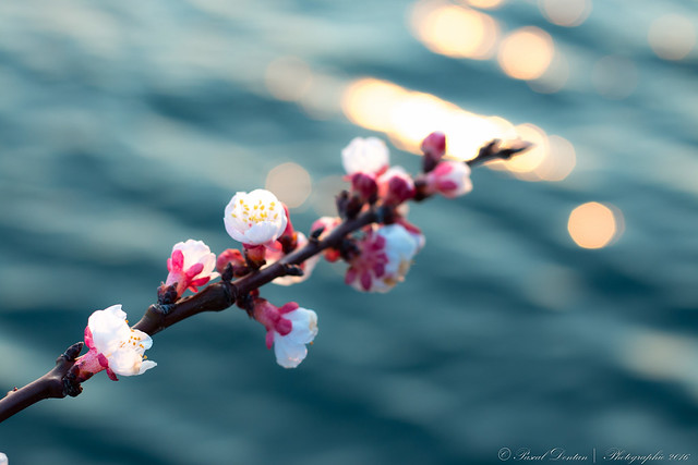 Lakeside floral outbreak [Explored]