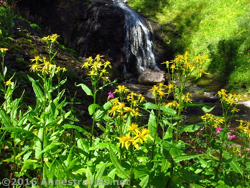 Wildflowers below Dundee Falls, Wyoming