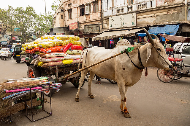 Street life in New Delhi, India.