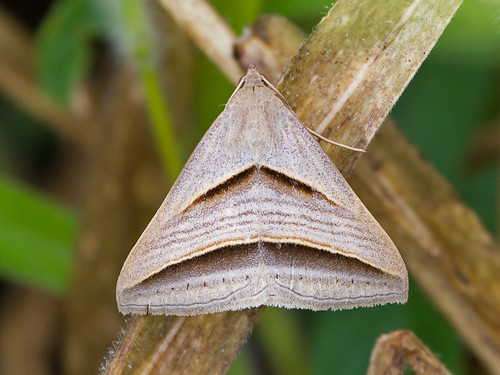 brazil brasil insect moth inseto mariposa brasilia insecta erebidae erebinae fantasticnature euclidiini buzznbugz perasia phurys