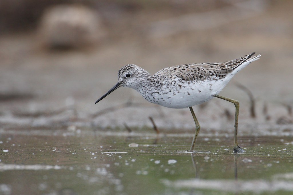 Tringa stagnatilis | Marsh Sandpiper | dammsnäppa