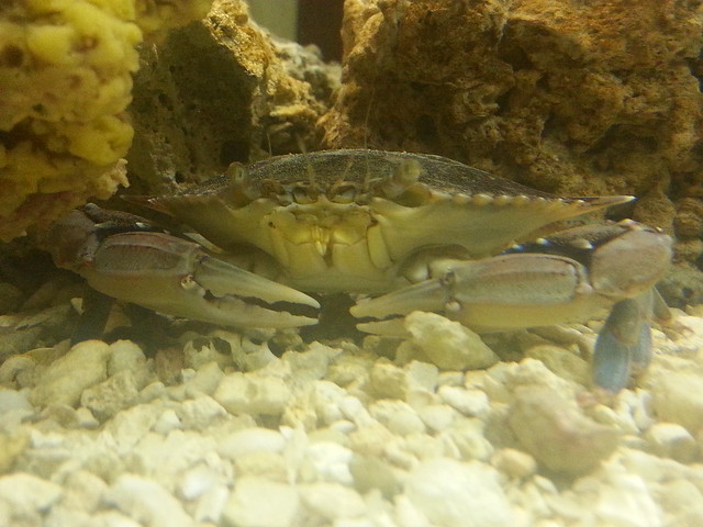 The Blue Crab in my aquarium.