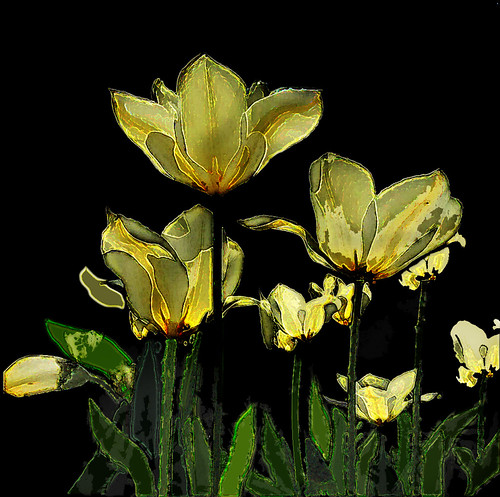 Dramatic yellow flowers | by mistissimo