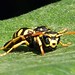 Flickr photo 'Polistes dominula' by: gailhampshire.
