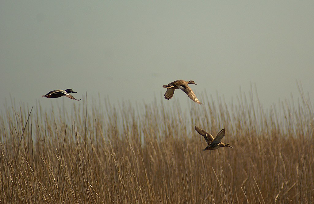Northern Shovler and Gadwal In Flight anahauc NWR 1-16