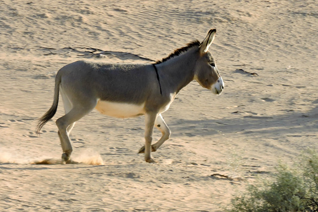 Feral Donkey