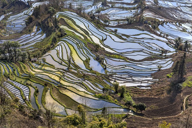 *Laohuzui terraced rice fields*