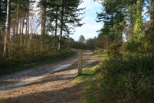 The Sika Trail, Wareham Forest
