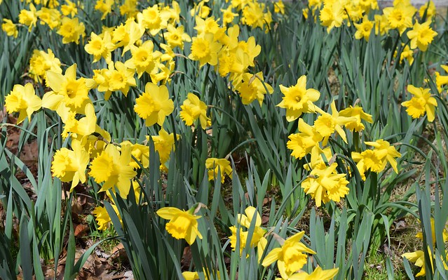 Daffodils at Furnace Run