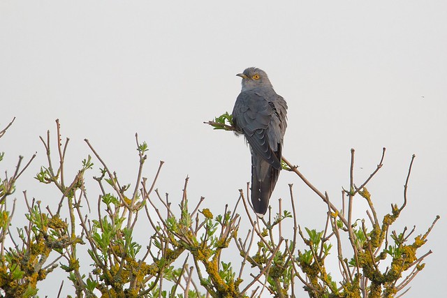Cuculus canorus | Common Cuckoo | gök