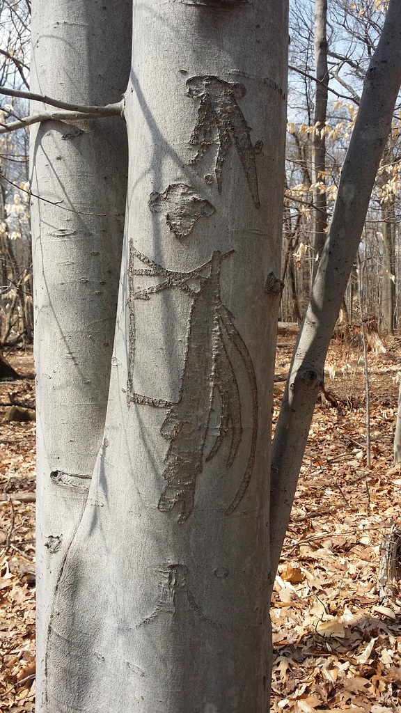 Turtle Back Trail