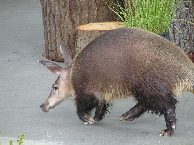 Kikuyu the aardvark (R.I.P.), Point Defiance Zoo, Tacoma WA, 04/18/04