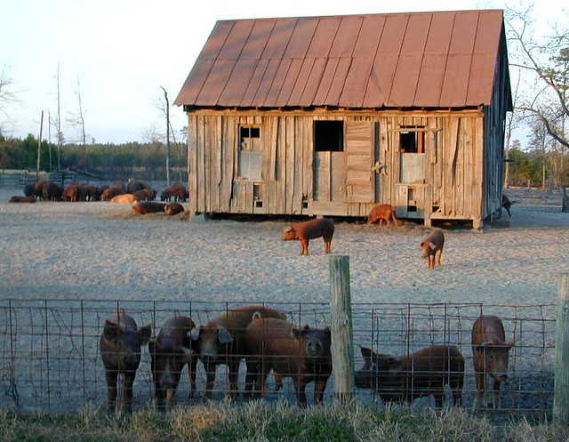 The pig house