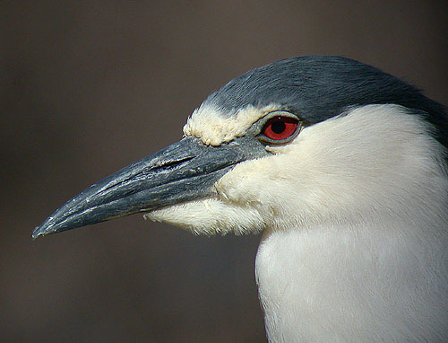Night heron