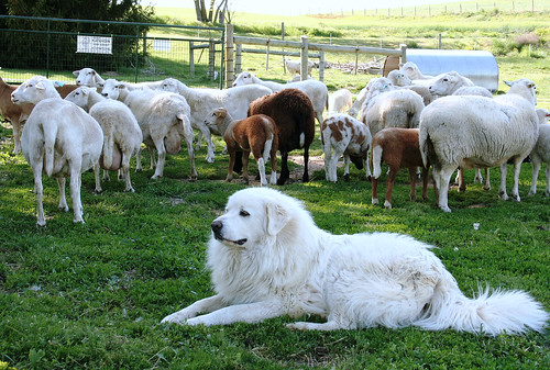 dog sheep lambs greatpyrenees mccomb livestockguardian flockguardian