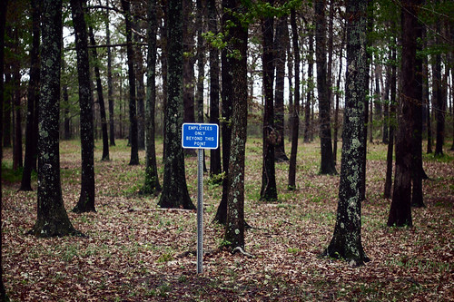 trees sign forest