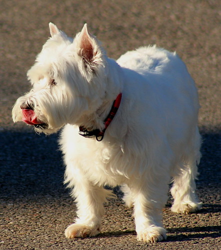 Hamish goes crow chasing | My next door neighbour has just p… | Flickr